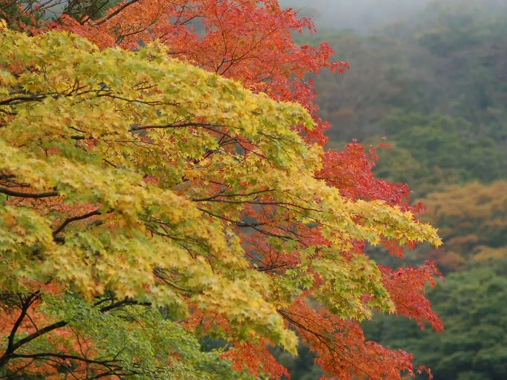Kinokuniya Ryokan Hakone